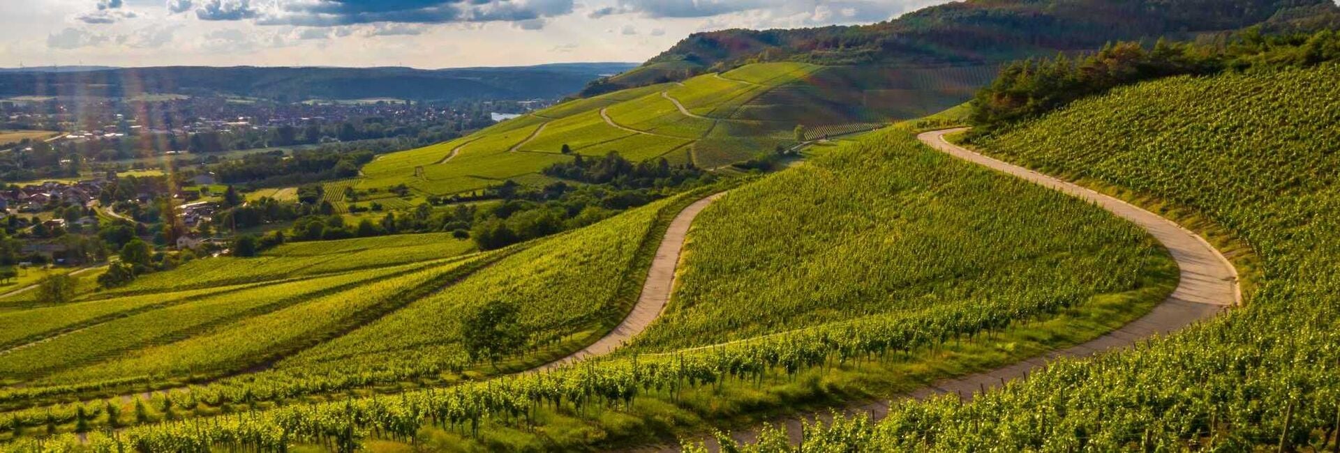 Pinot Noir – facettenreiche Eleganz